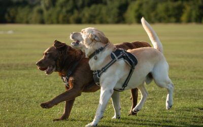 Why Pet Lovers Make the Best Friends